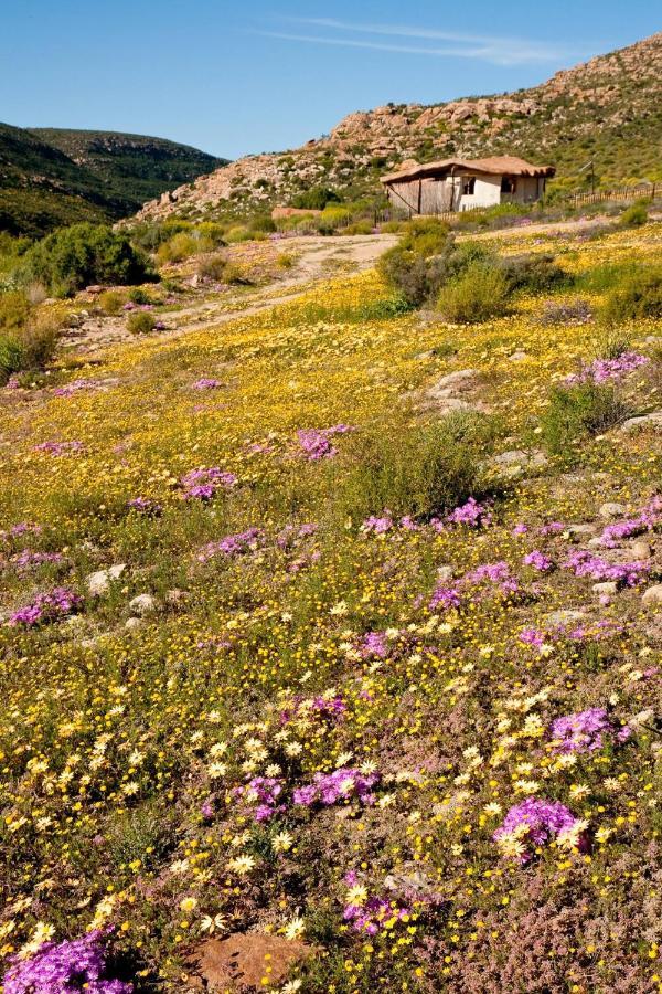 Oudrif Farm Villa Clanwilliam Kültér fotó